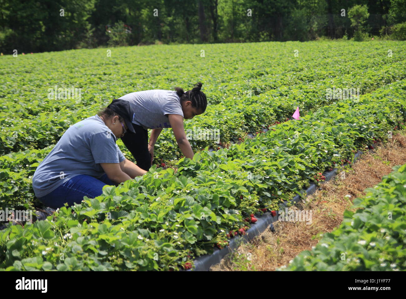 Two women picking strawberries in a strawberry field North Carolina
