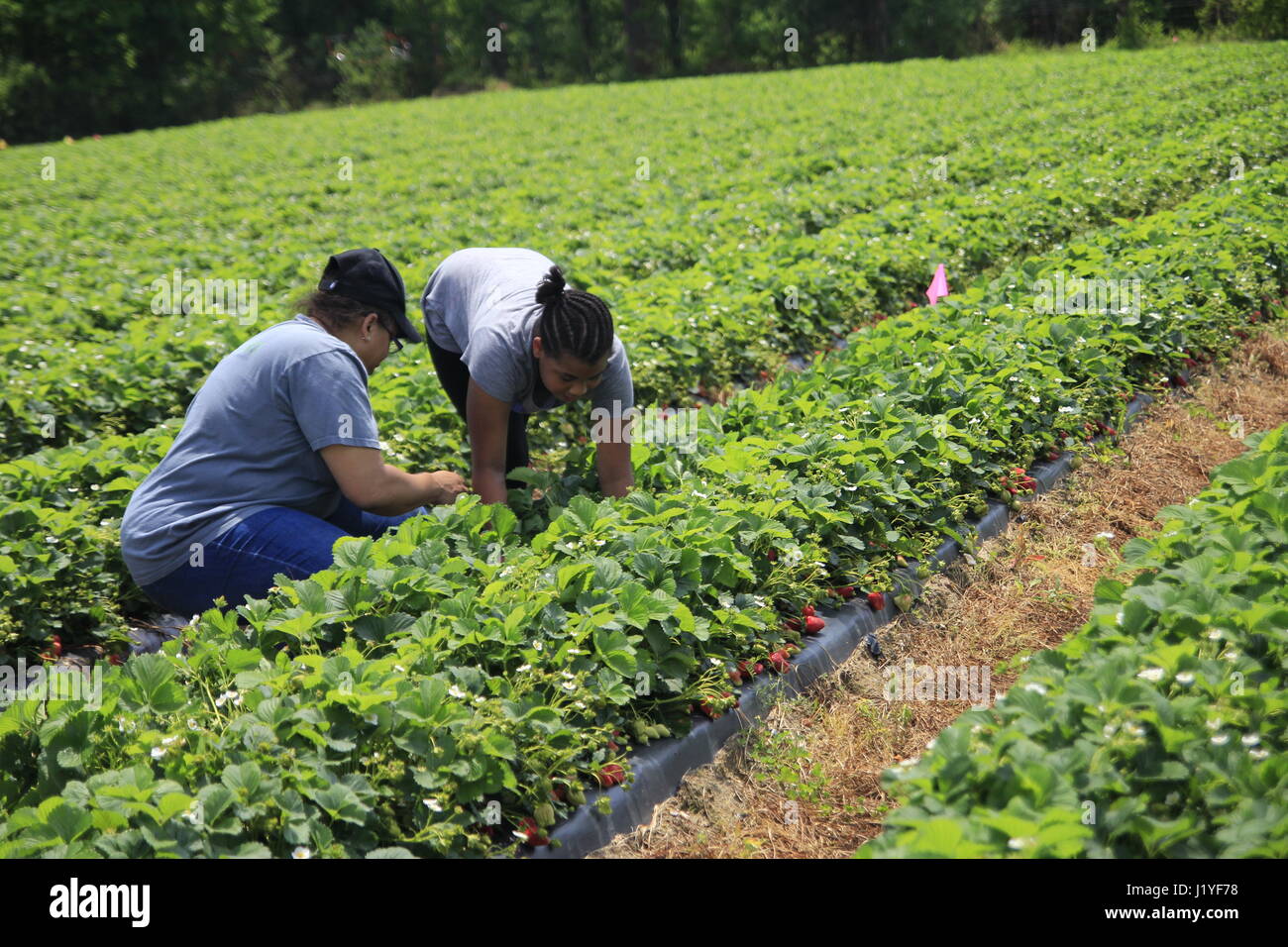 Two women picking strawberries in a strawberry field North Carolina farm Stock Photo Alamy