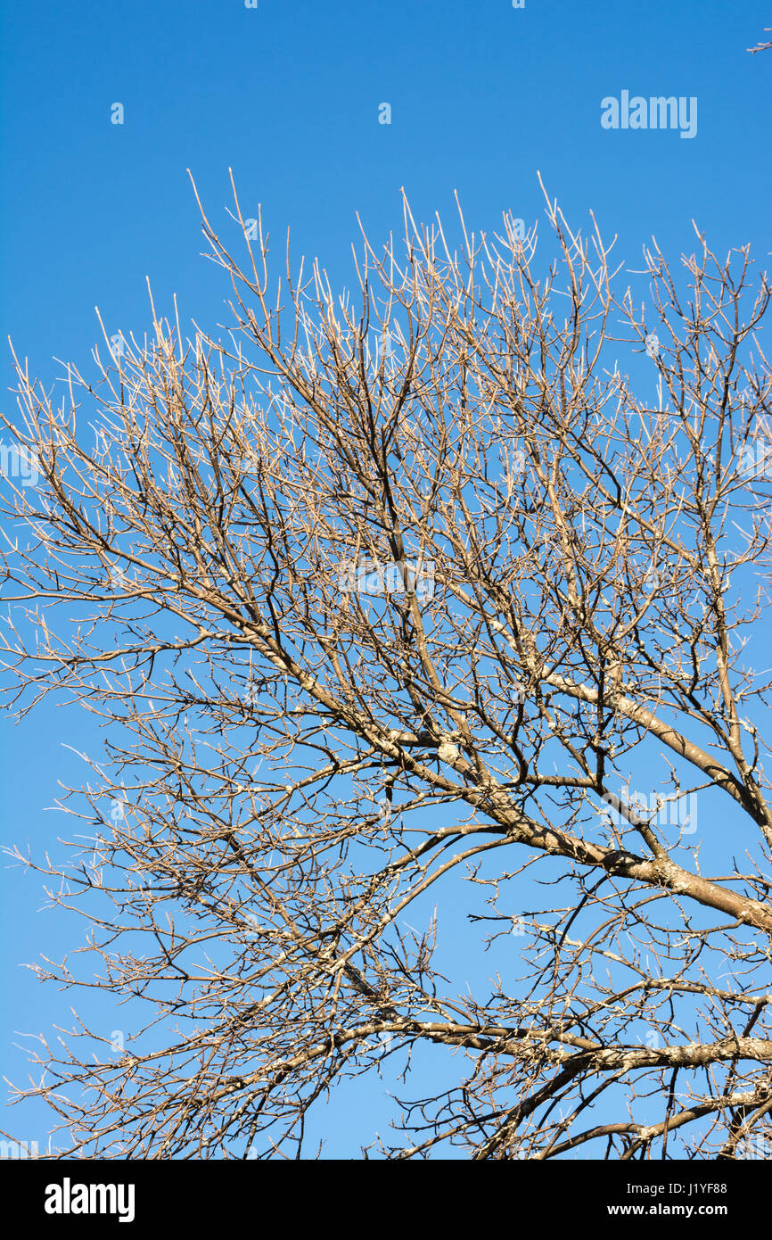 large oak tree in early spring against a brilliant blue sky Stock Photo