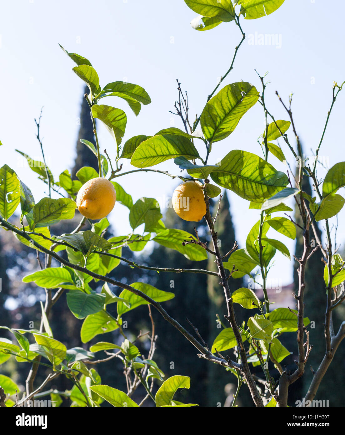 travel to Italy - fresh lemons on tree in Verona city in spring Stock Photo