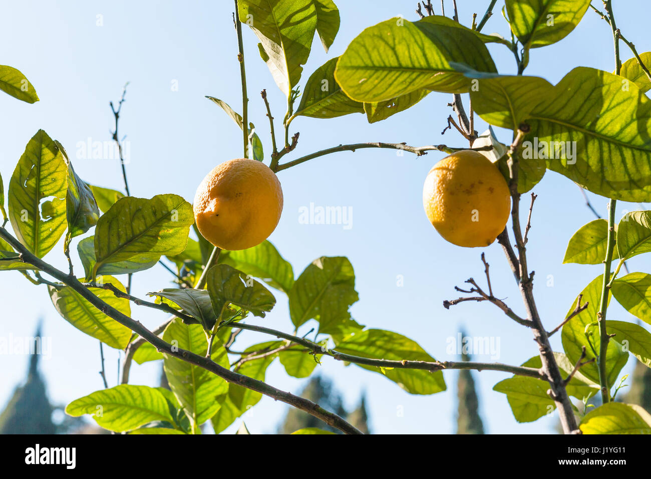 travel to Italy - fresh lemons on tree in garden in Verona city in spring Stock Photo