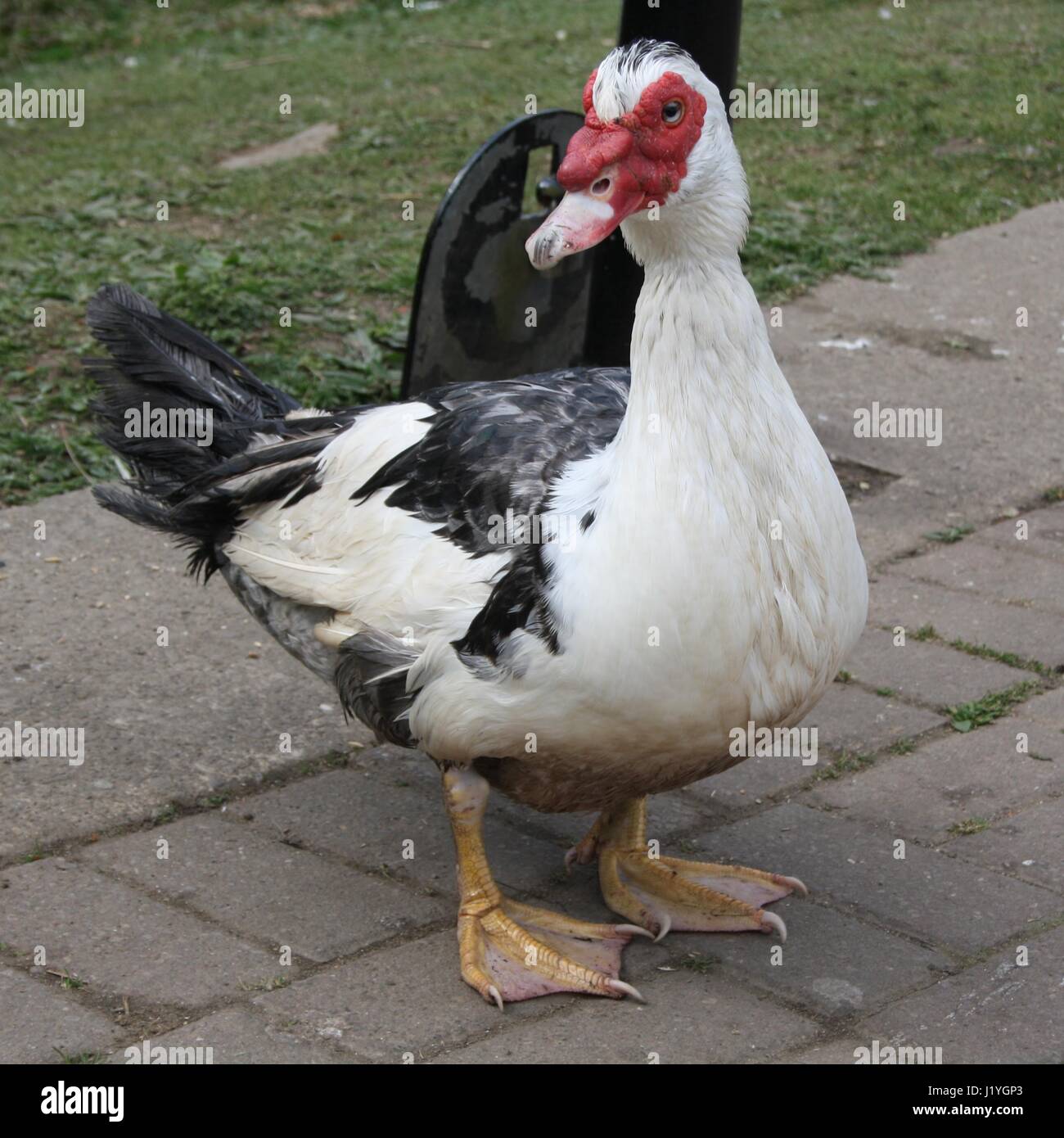 Muscovy Duck Feeding Stock Photo - Alamy