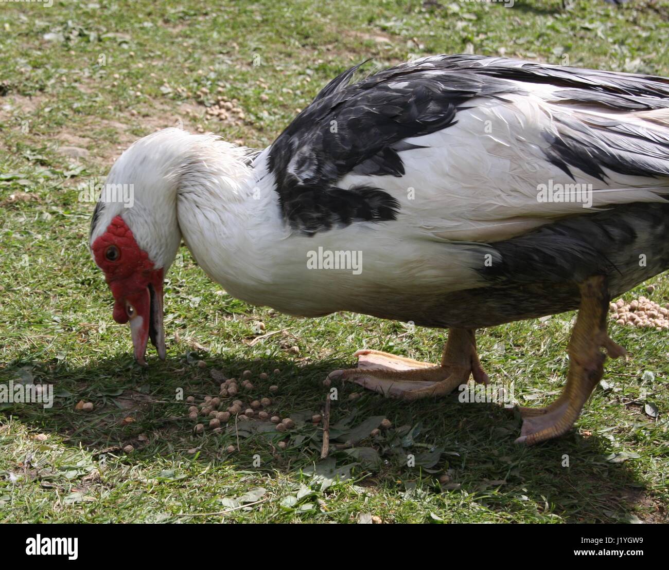 Muscovy Duck Feeding Stock Photo - Alamy