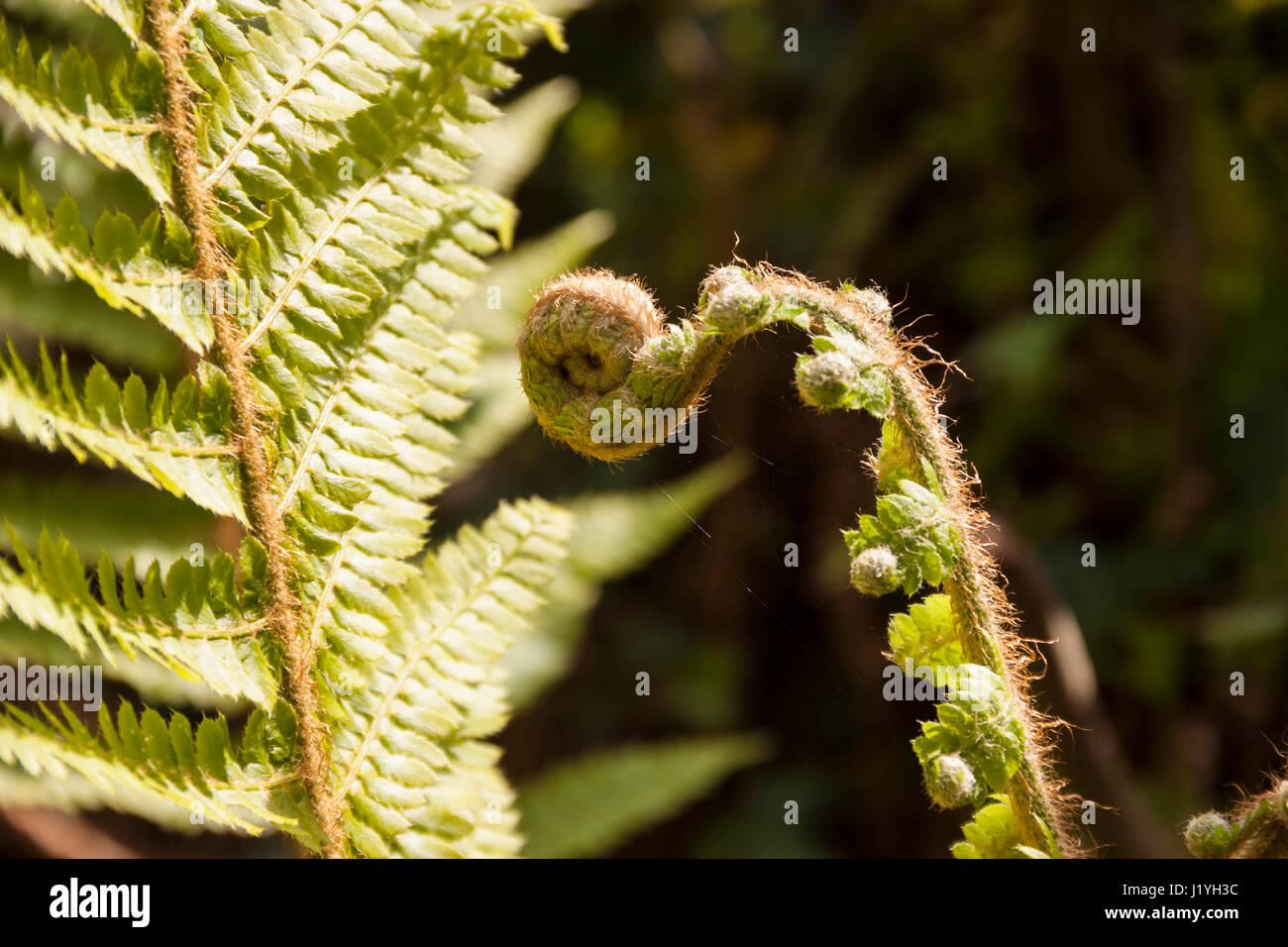 The common lady fern, athyrium filix-femina with it's new crozier unfurling. Stock Photo