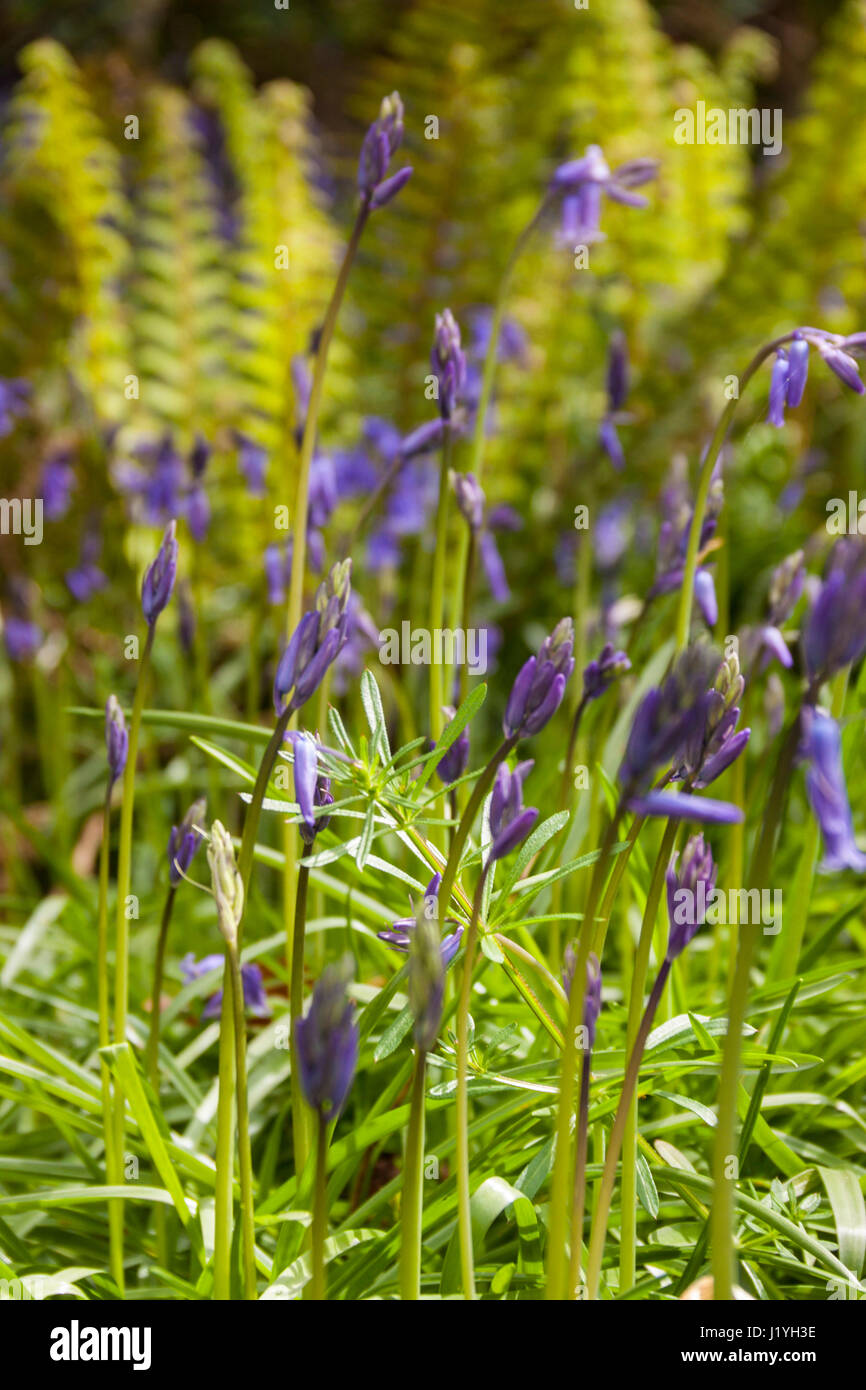 Bluebells beginning to open with common lady fern behind in a shady woodland. Stock Photo