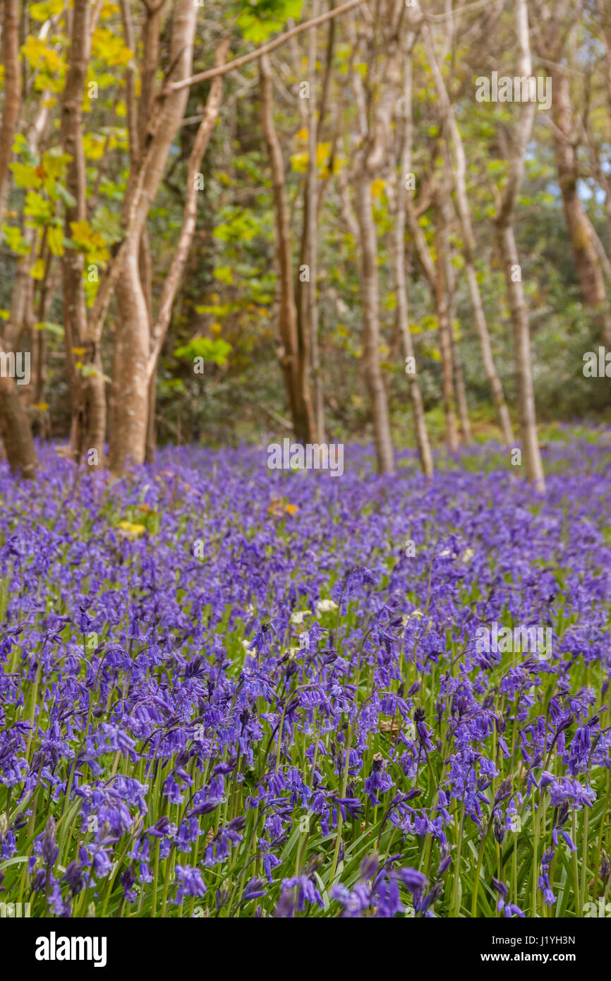 Bluebells growing wild in a shady woodland setting. Hyacinthoides non-scripta, bluebell wood. Stock Photo