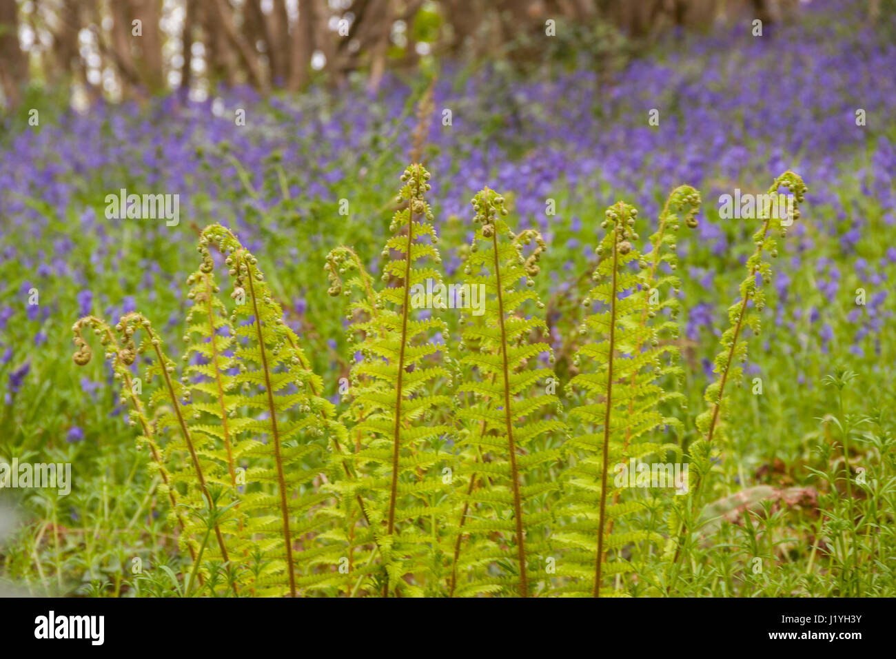 The common lady fern, athyrium filix-femina in a woodland with bluebells behind,Hyacinthoides non-scripta. Bluebell wood, Stock Photo