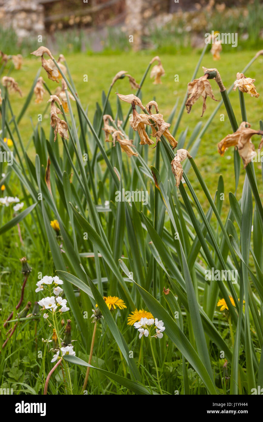 Daffodils dying back, with the seed heads still in place. Narcissus
