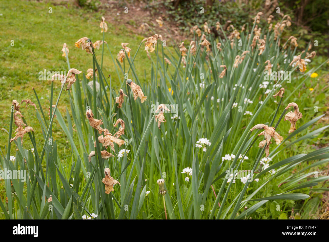 Dying daffodils hires stock photography and images Alamy
