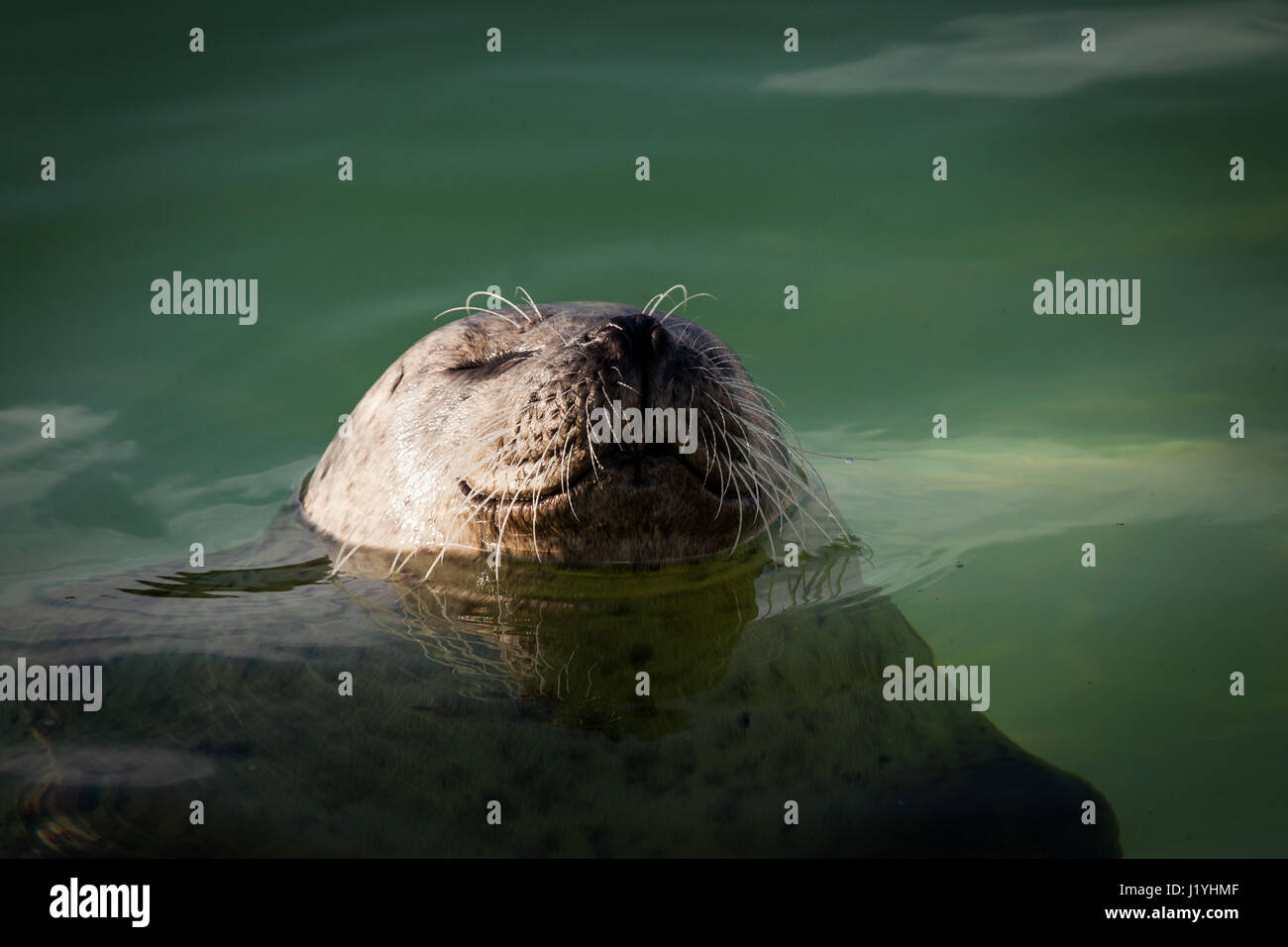 Seal swimming in Ecomare, the Netherlands Stock Photo