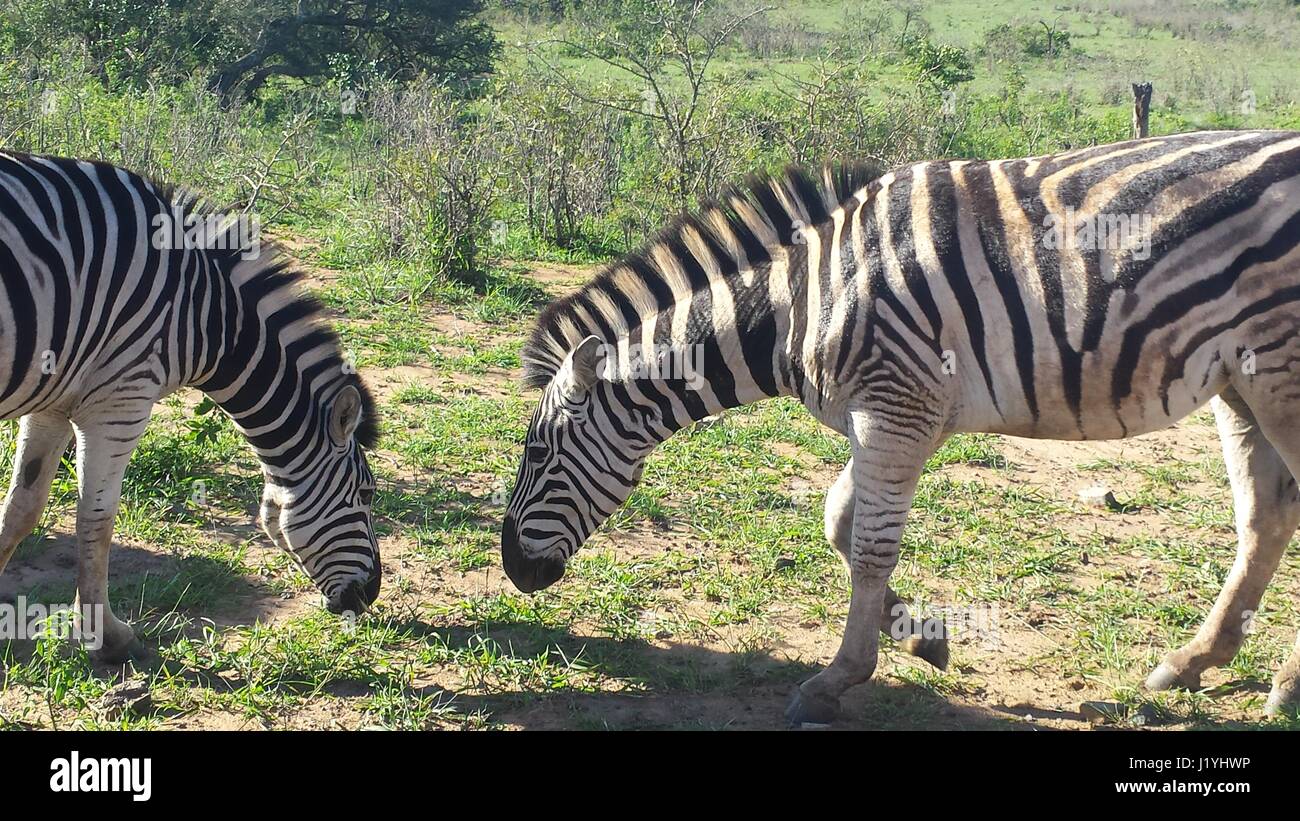 camouflage of the zebras in south africa Stock Photo Alamy