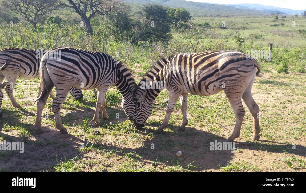 camouflage of the zebras in south africa Stock Photo Alamy