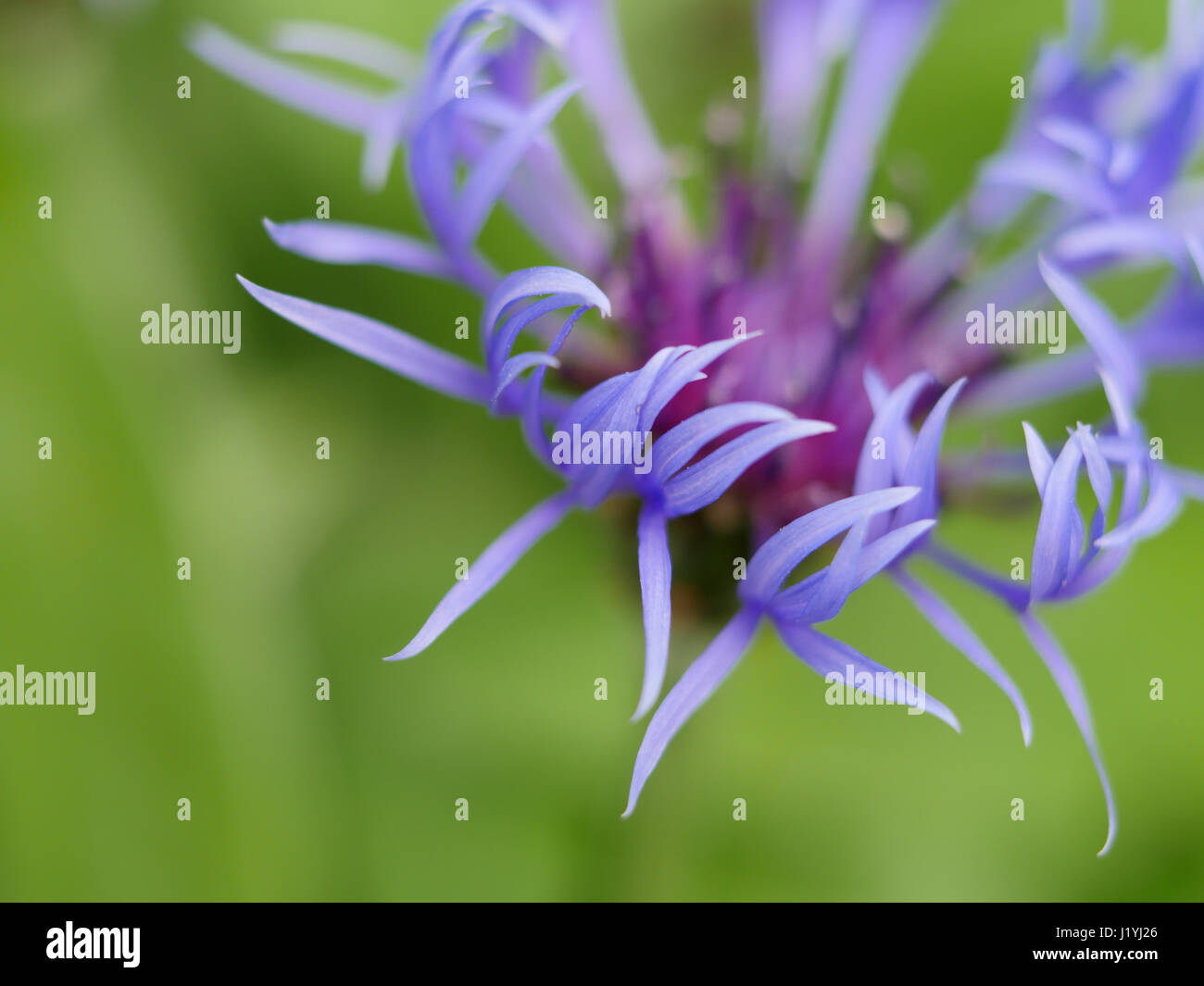 Close-up of a corn flower petals opening Stock Photo