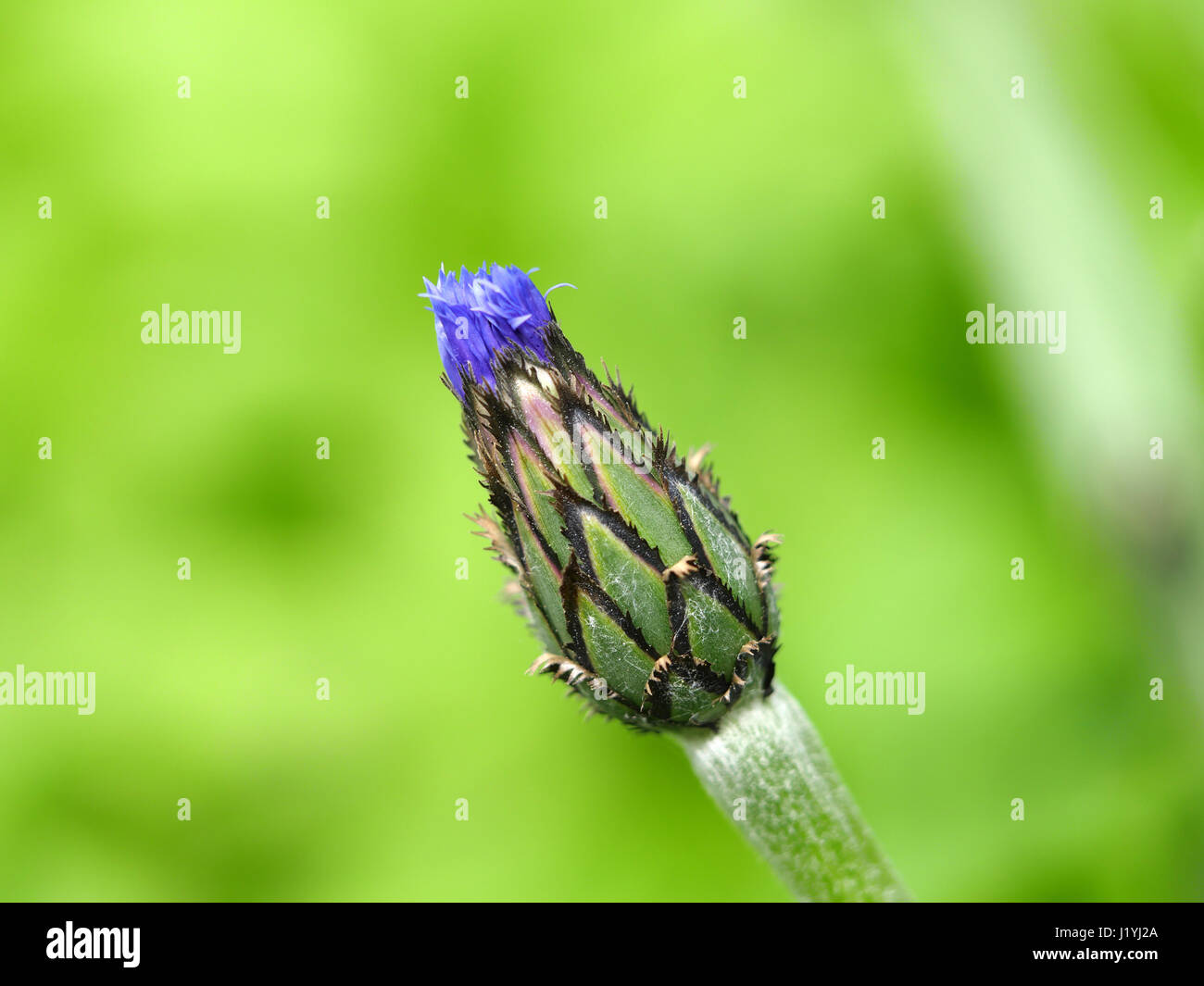 Corn flower at the point of opening Stock Photo