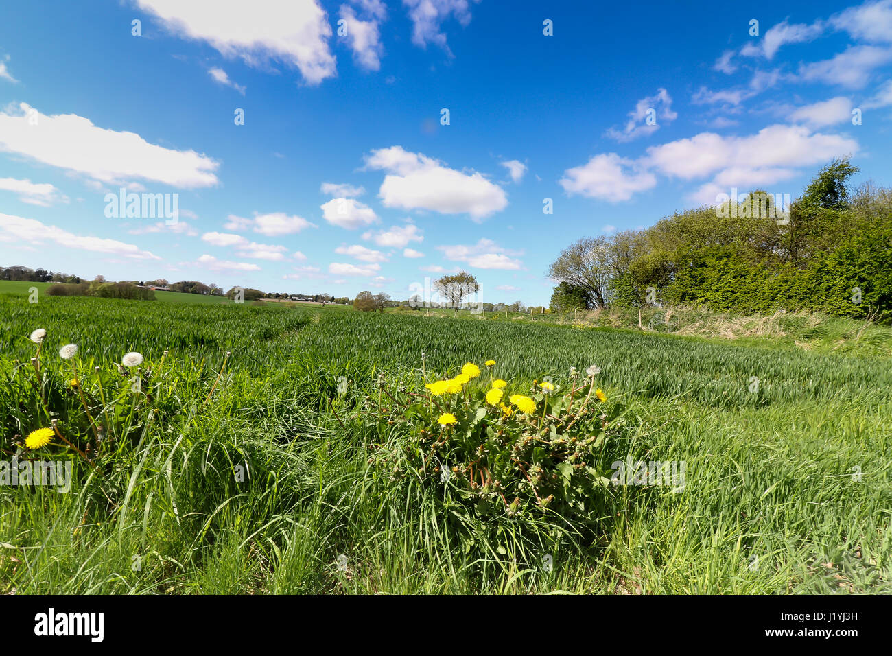 Ashton in Makerfield landscapes April 2017, showing various open space