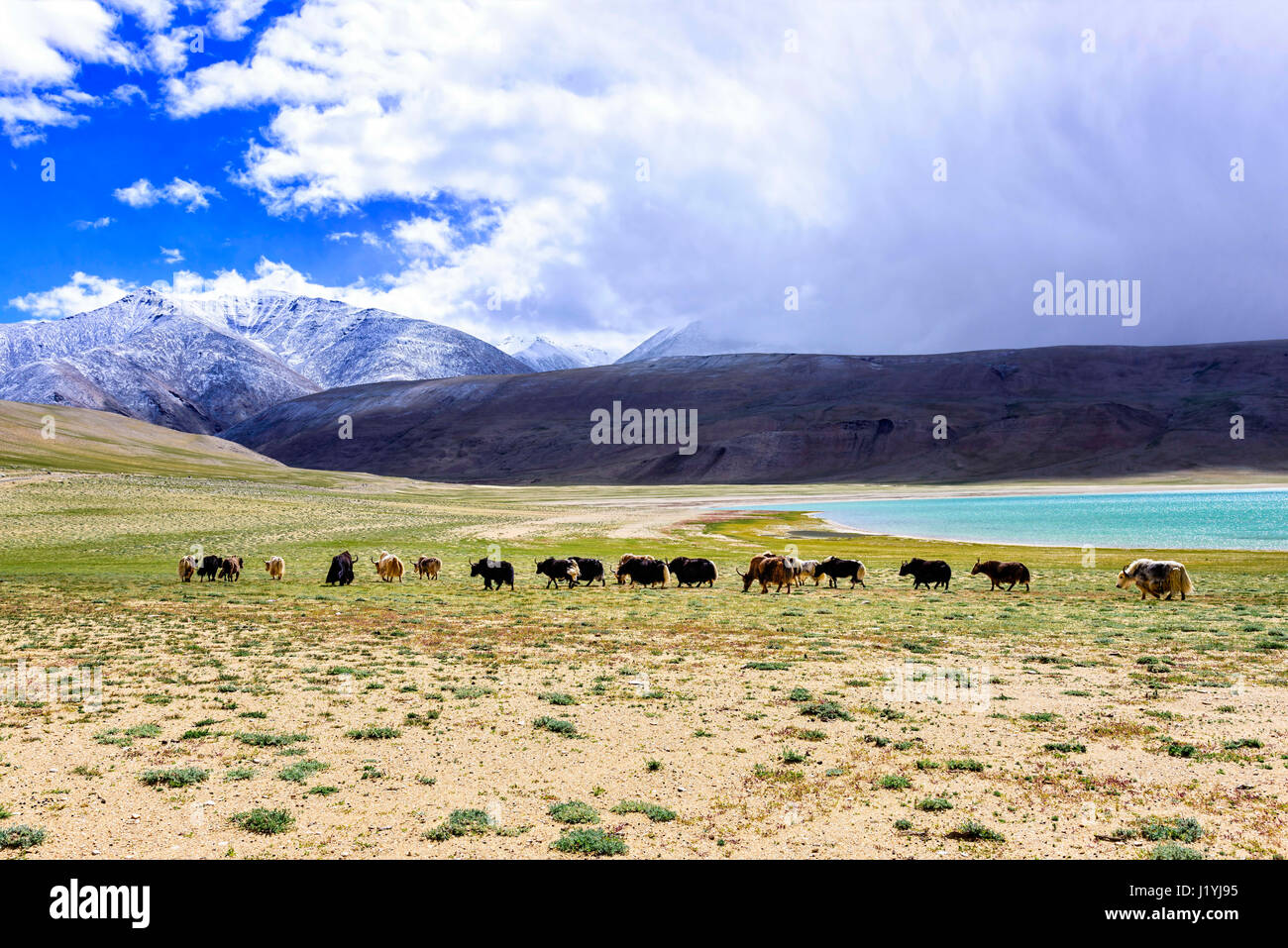 Yak herd in Tso Moriri lake area in Ladakh region, India. The domestic yak is a long haired domesticated bovid found throughout the Himalaya region Stock Photo