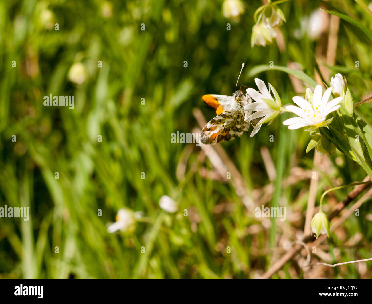 a butterfly eating on a white flower macro in spring with high detail