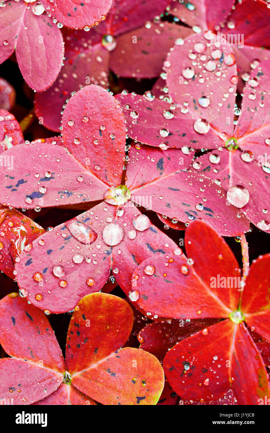 Close up of red oxalis leaves under the rain Stock Photo