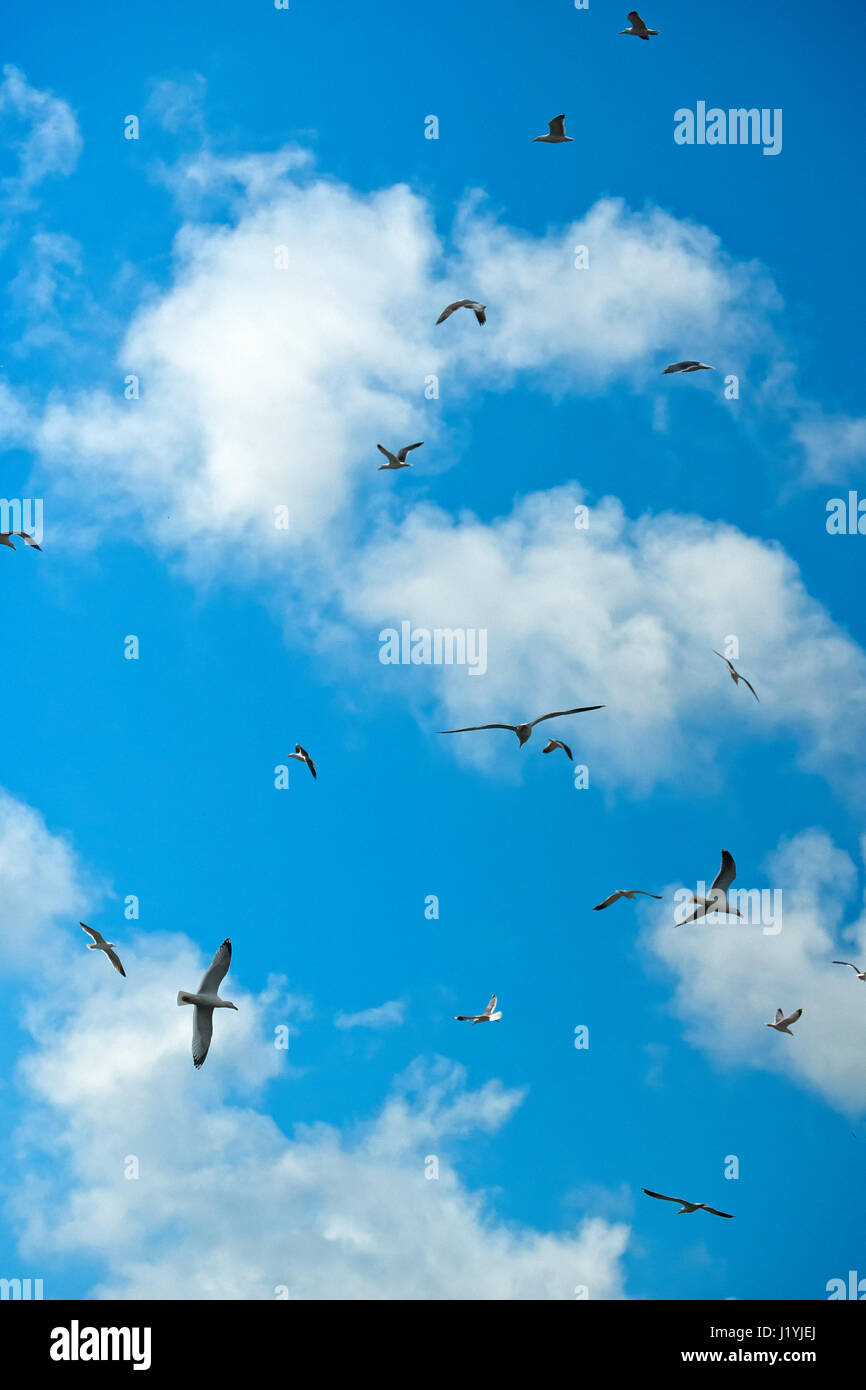 Seagull circling for trash Stock Photo