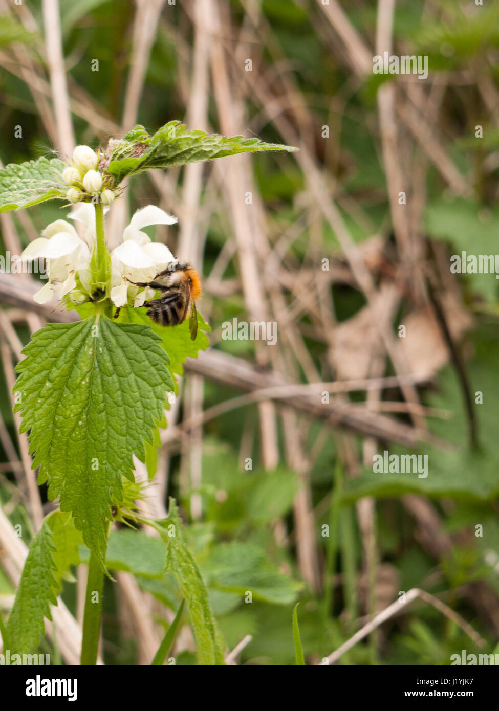Bee busy eating harvesting hi-res stock photography and images - Alamy