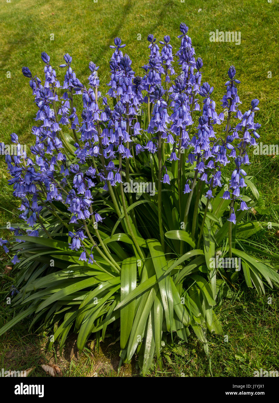 Cultivated large bluebells in a garden, Hyacinthoides non-scripta Stock Photo