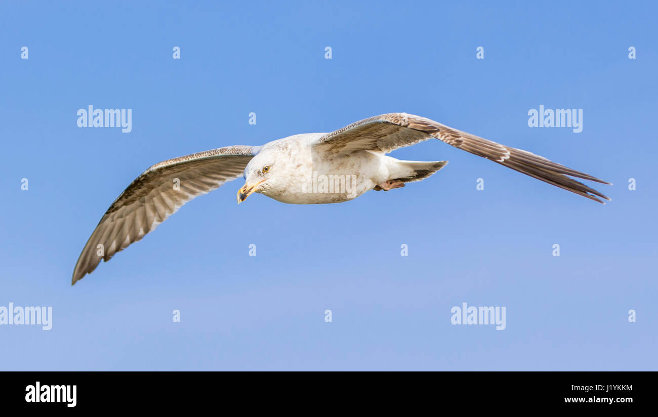 Seagull flying in the sky against blue sky in the UK. Stock Photo