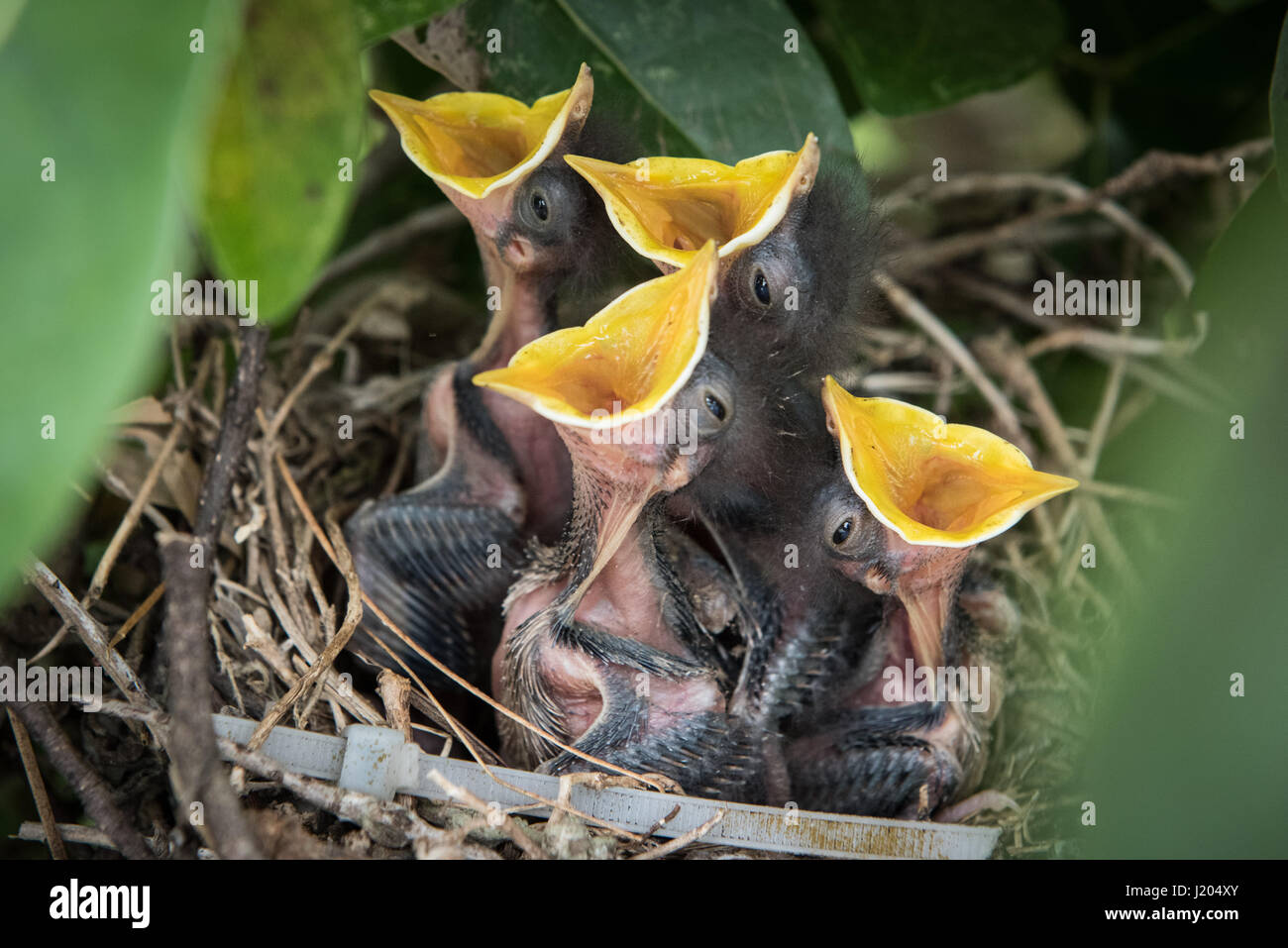 Hungry baby hatchling birds in a nest with their mouths open wide waiting for food. Stock Photo
