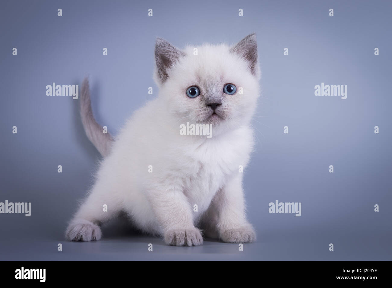 Scottish Fold small cute kitten blue colorpoint white Stock Photo