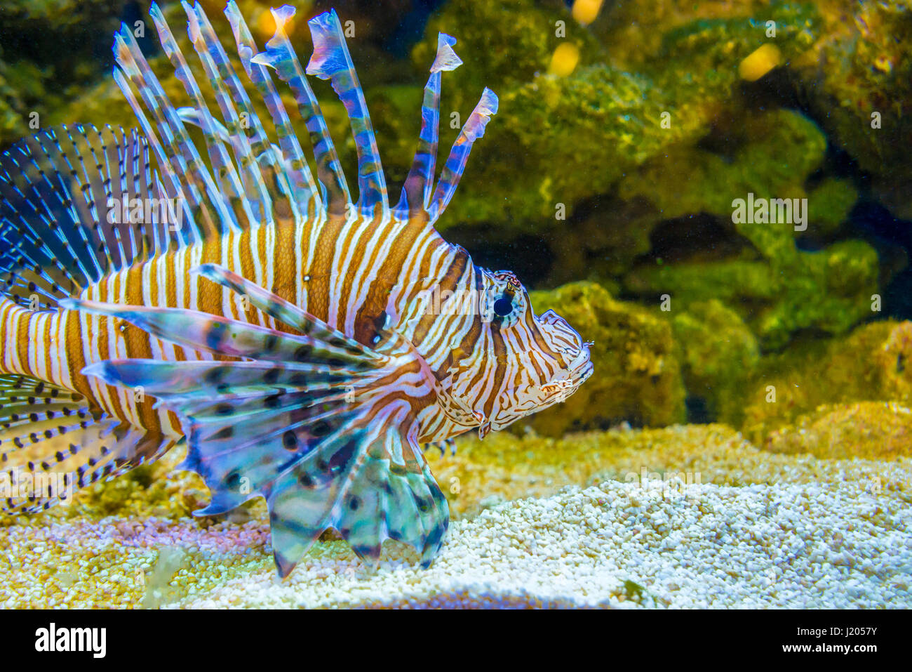 Red lionfish Pterois volitans, Wild life animal. Stock Photo
