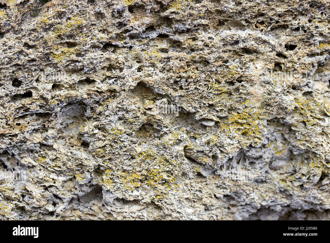 Shell rock building blocks texture or background Stock Photo Alamy