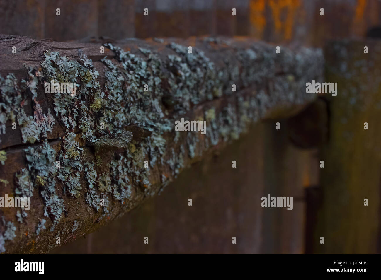 Fungus Part Stock Photos & Fungus Part Stock Images Alamy