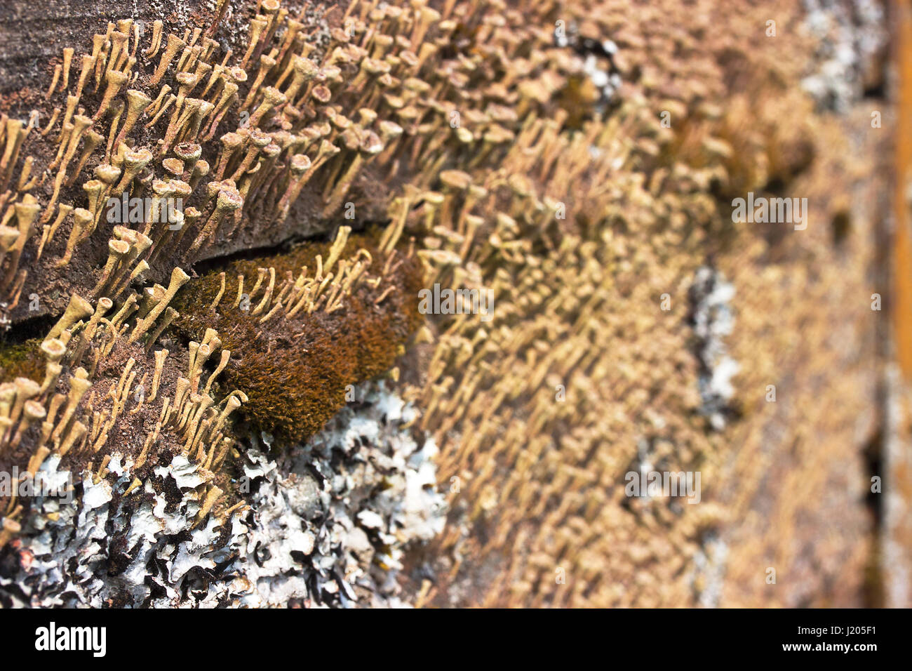 Old wood texture coverd with green moss Stock Photo - Alamy