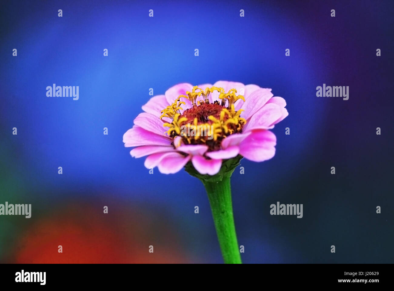 Pink China Aster on blue background. Stock Photo