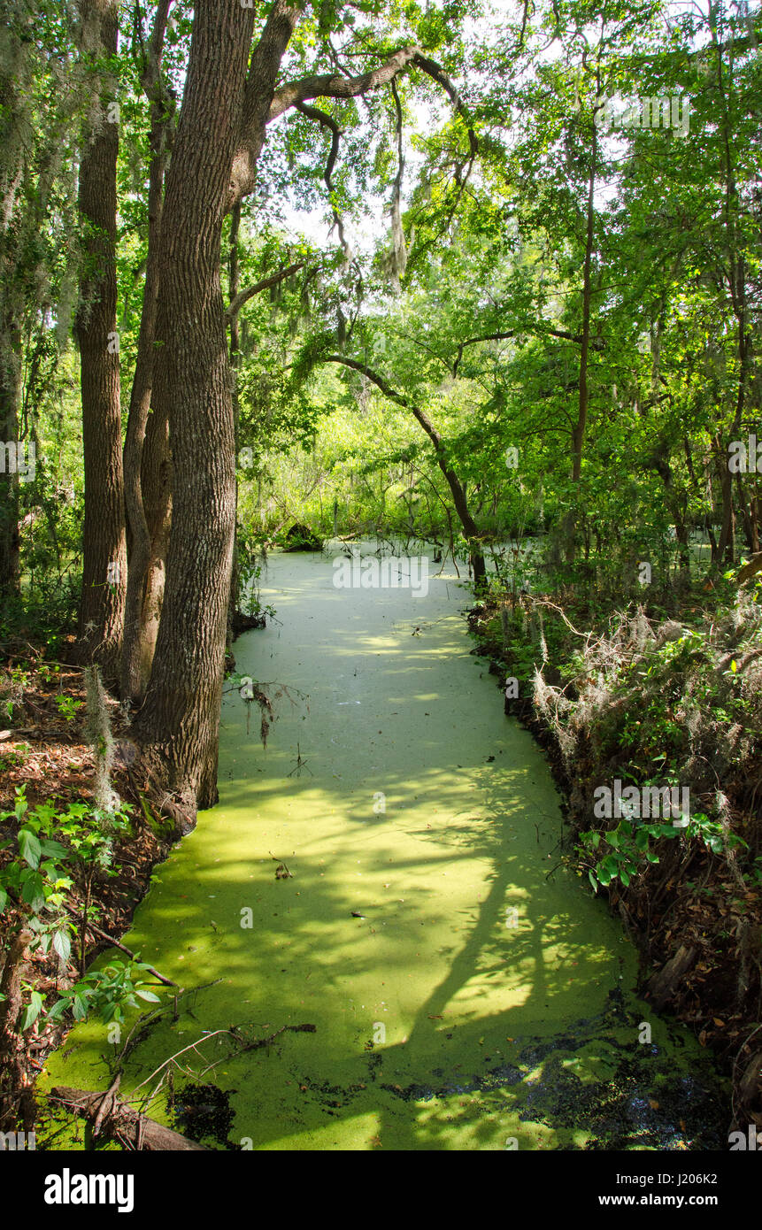 Port Royal, South Carolina Wetland Stock Photo Alamy