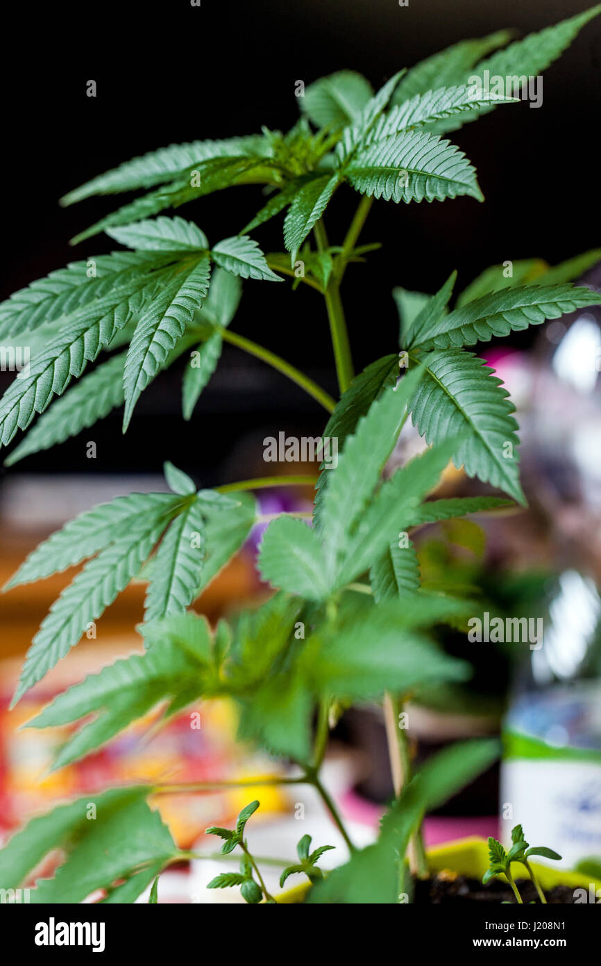 Illegal domestic cultivation of marijuana in pots for their own use and self-medication Stock Photo