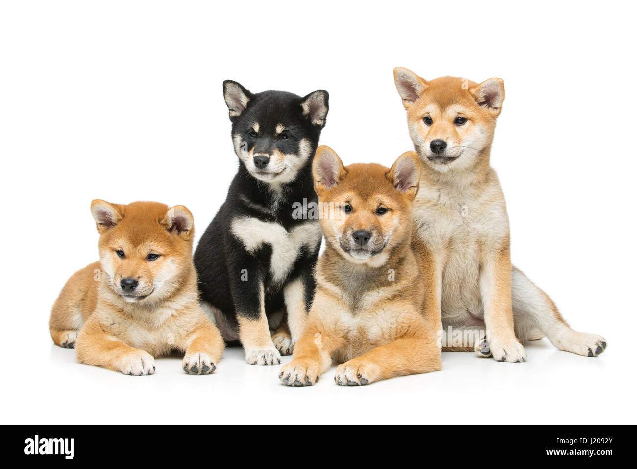 White shiba best sale puppy