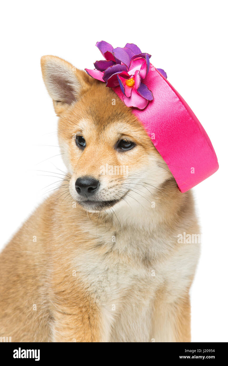 shiba hat