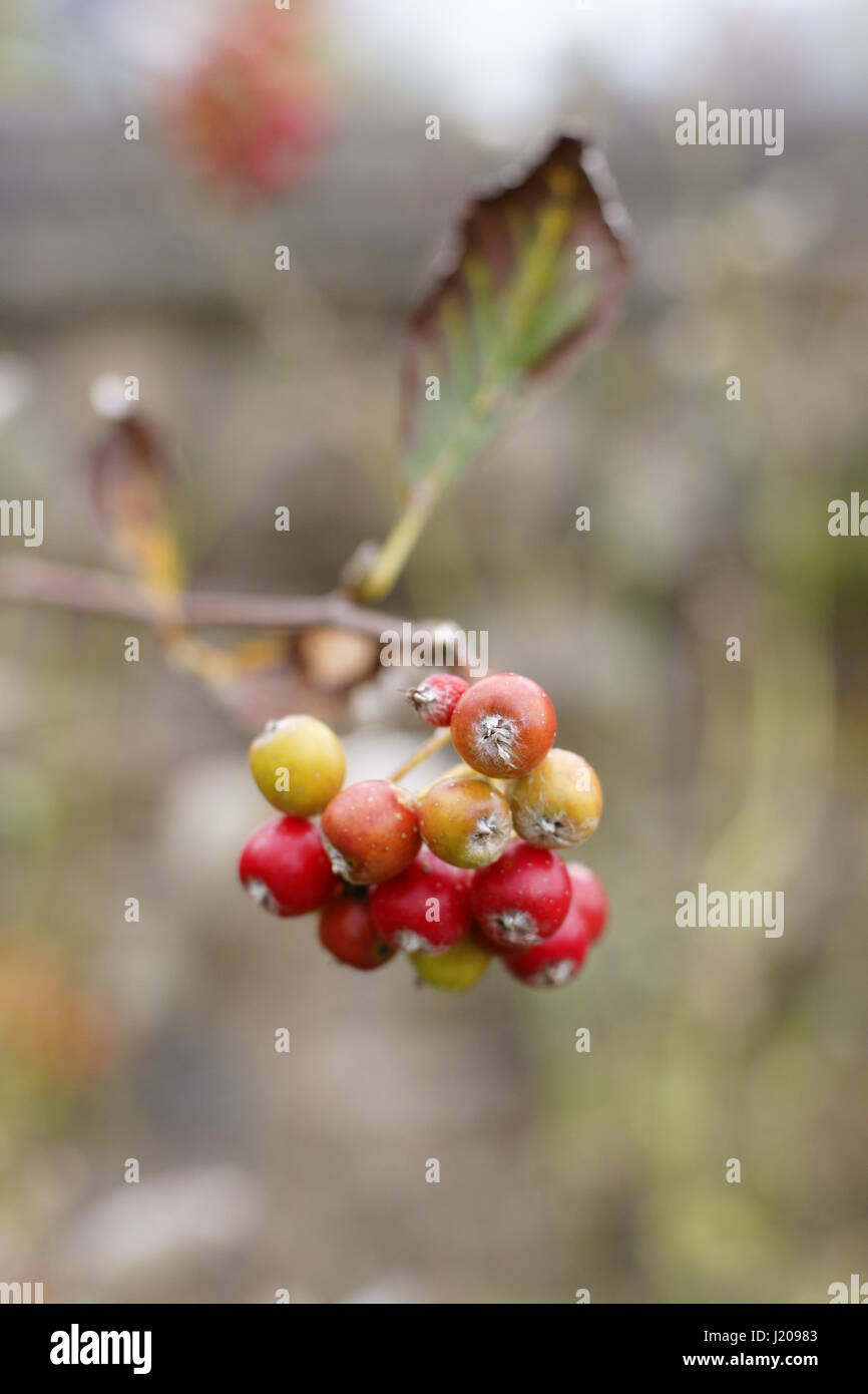 Sorbus porrigentiformis Stock Photo