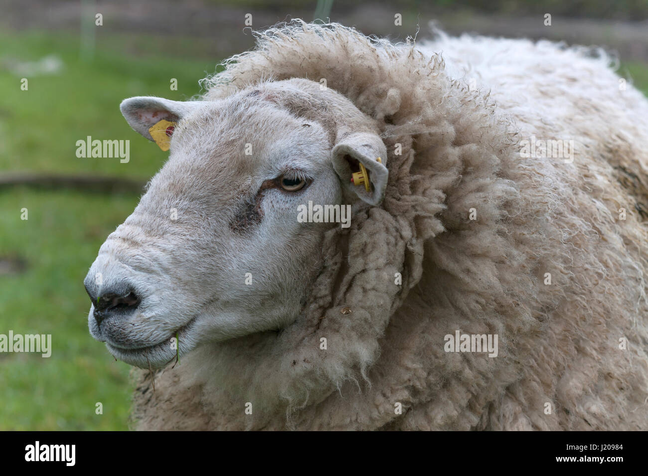 Texel sheep, Breed, portrait, Mecklenburg-Western Pomerania, Germany Stock Photo