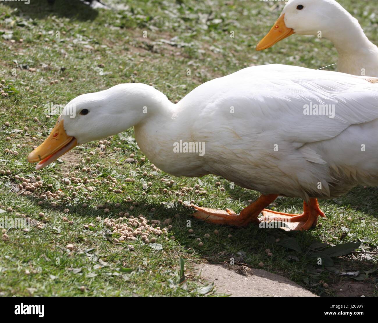 Pekin Ducks Feeding Stock Photo Alamy