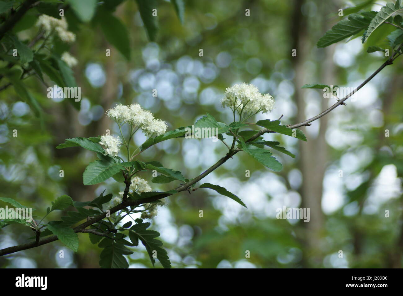 Sorbus x thuringiaca 'Fastigiata' Stock Photo
