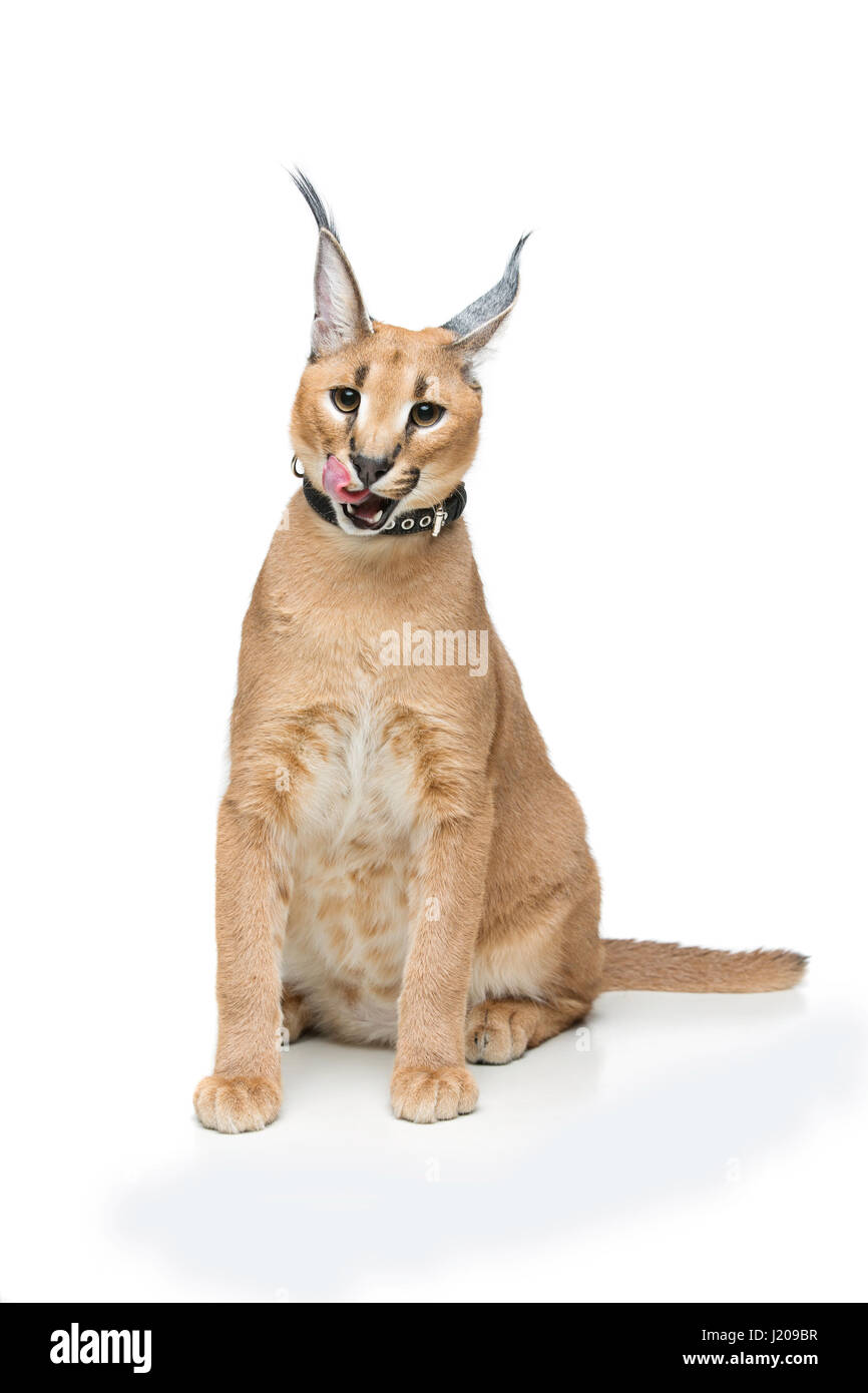 Caracal Lynx Kitten High Resolution Stock Photography And Images Alamy