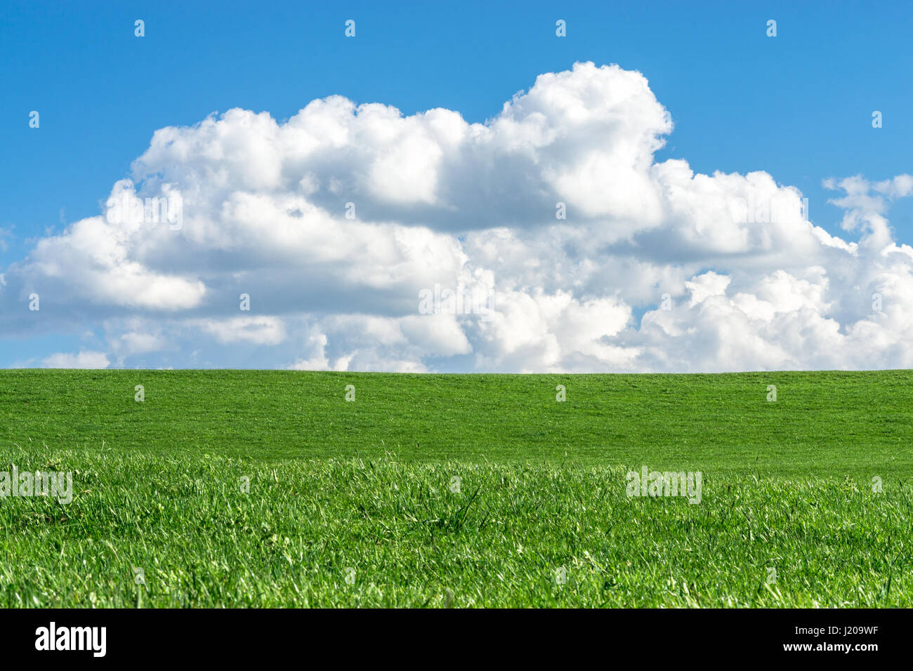 Green grass field with clear blue sky and white clouds Stock Photo