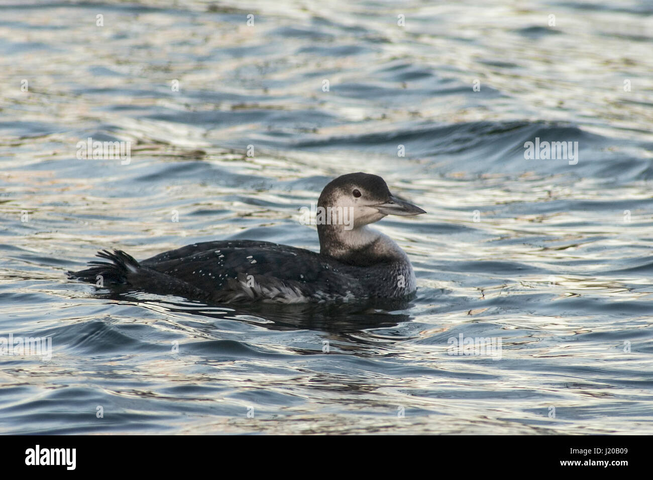 Common loon in winter plumage Stock Photo