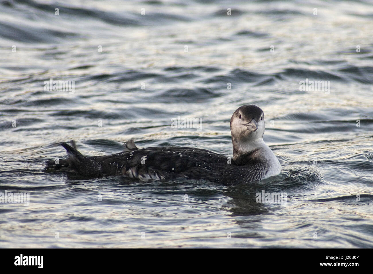 Common loon in winter plumage Stock Photo