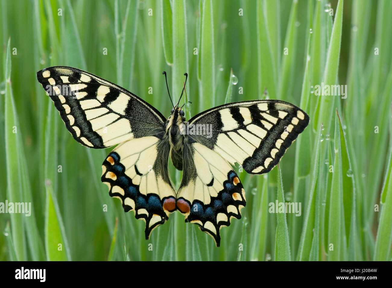 old world swallowtail butterly on morning grass Stock Photo