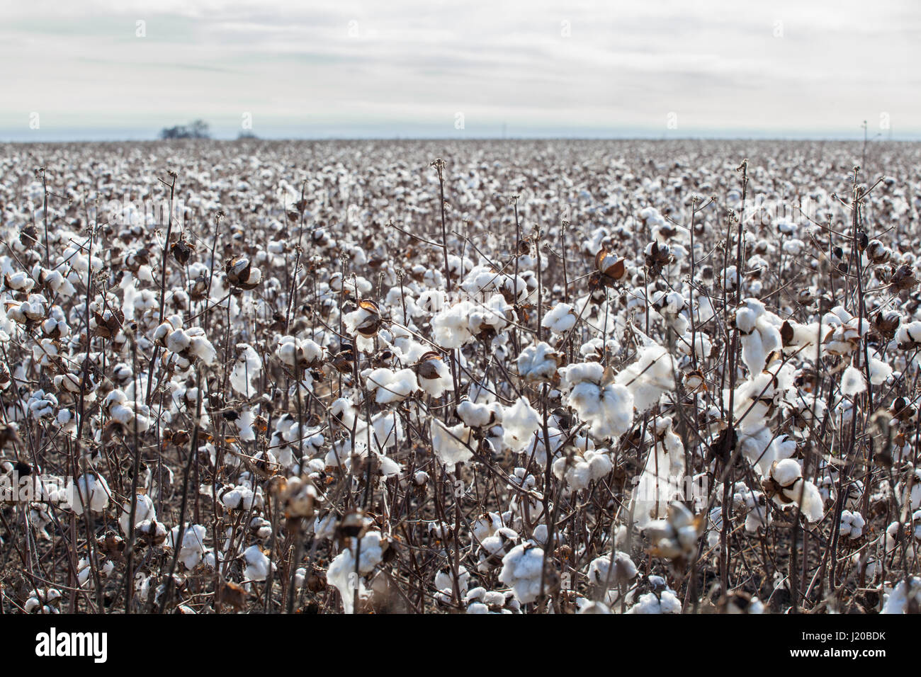 View of Large Cotton Field with Clouds in the Background Stock Photo