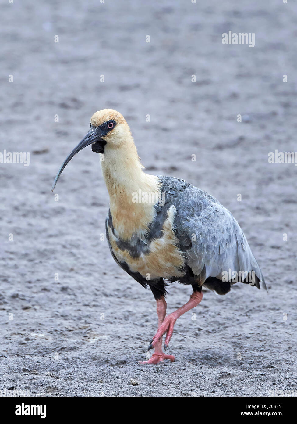 Black-faced ibis walking in sand in its habitat Stock Photo
