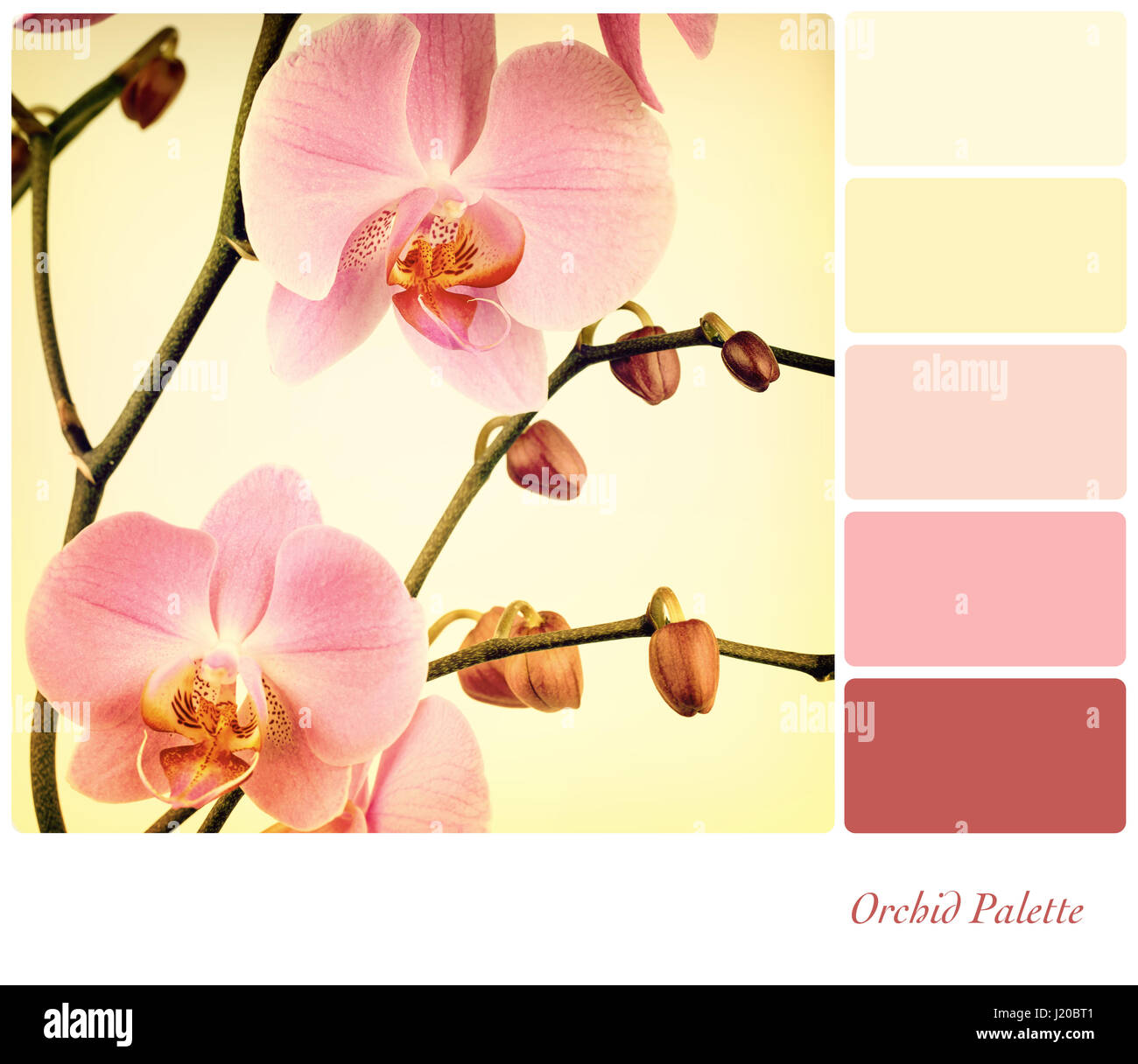 Pink orchids filetered to look like an old photograph. In a colour palette with complimentary colour swatches. Stock Photo