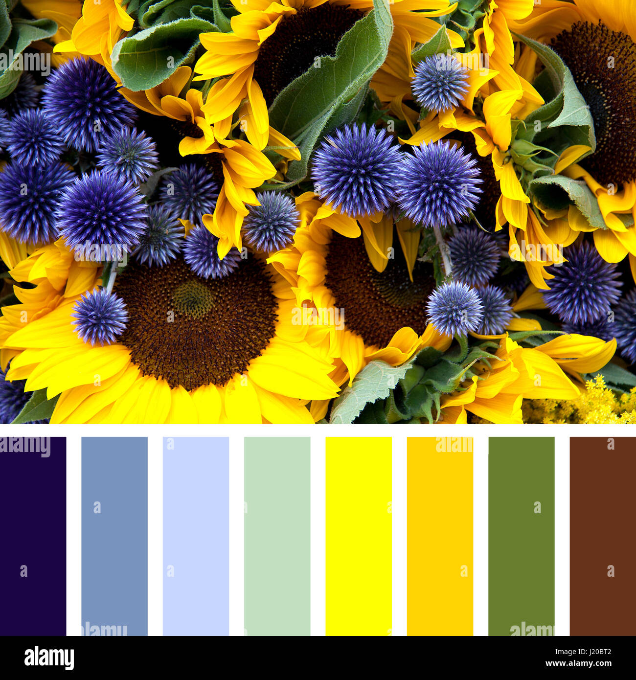 Closeup or sunflowers and allium flowers, in a colour palette with complimentary colour swatches. Stock Photo